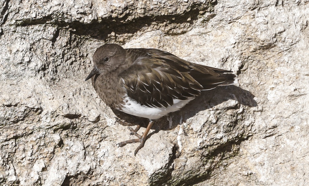 Black Turnstone - ML643097629