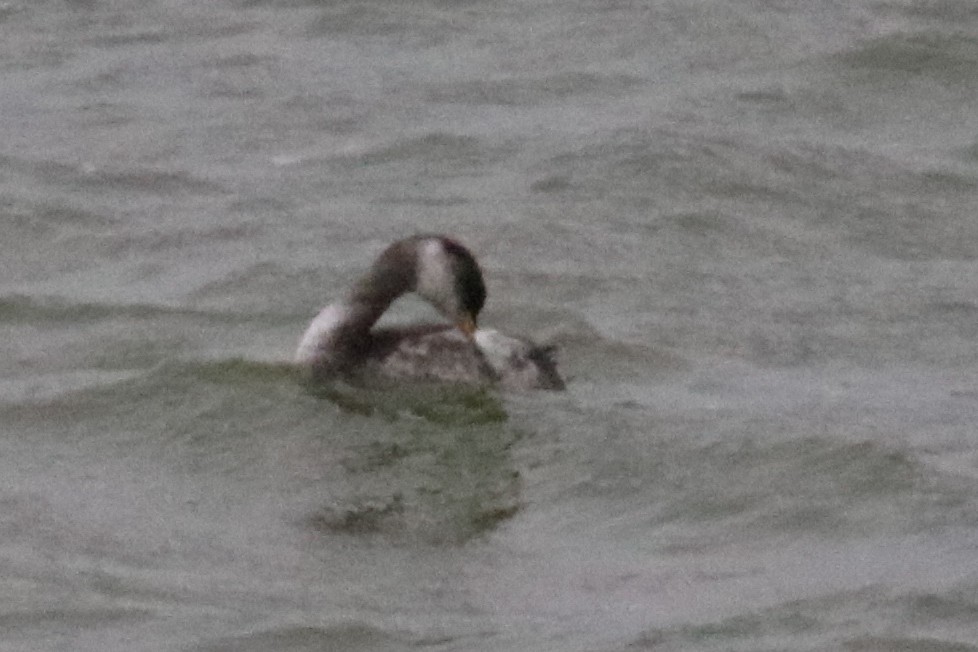 赤頸鸊鷉 - ML643097648