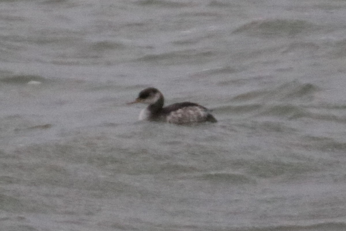 赤頸鸊鷉 - ML643097649