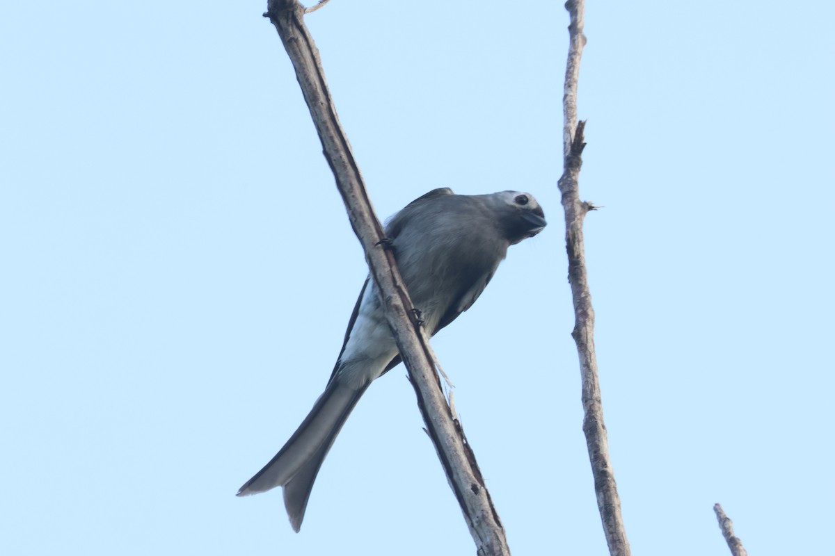 灰卷尾 - ML643097654