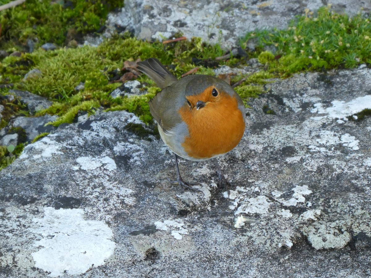 European Robin - ML643097668