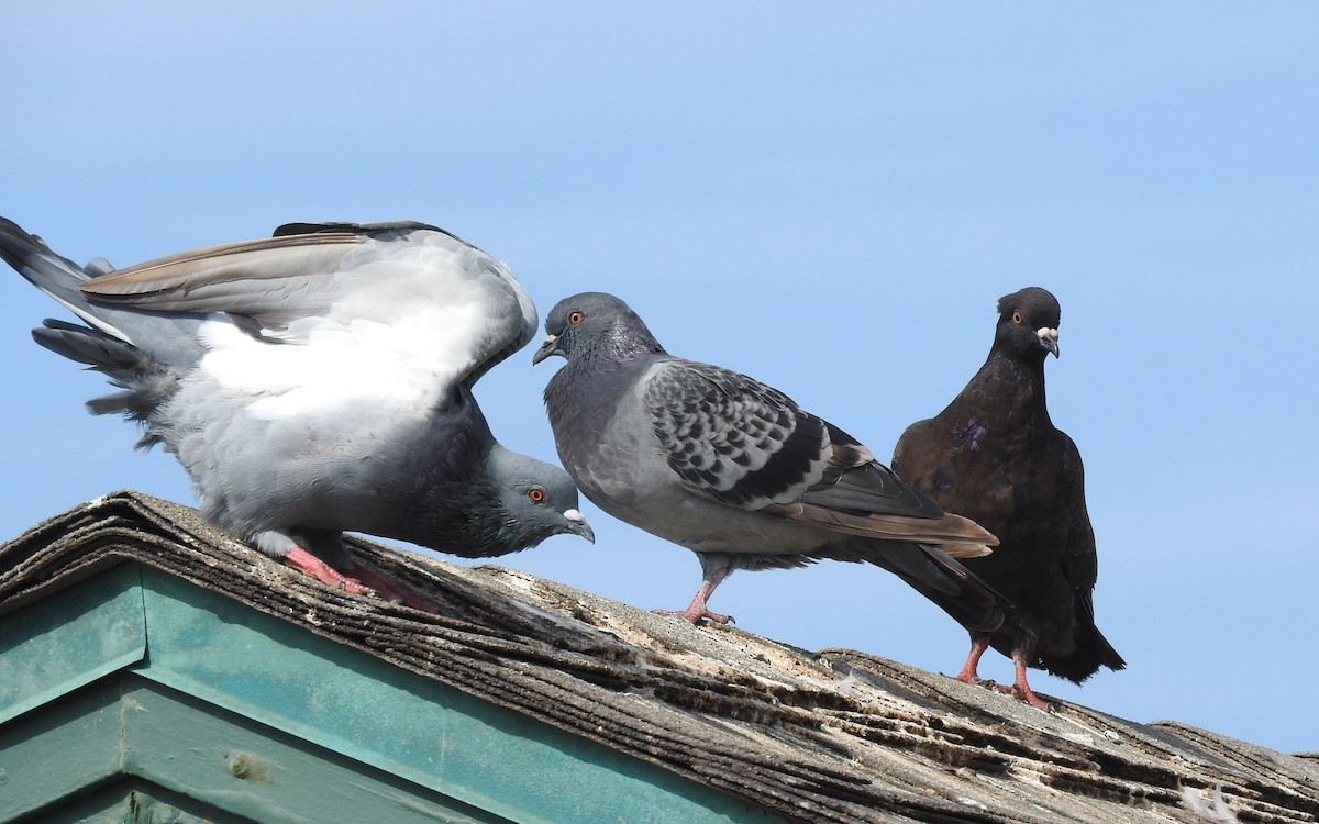 Rock Pigeon (Feral Pigeon) - ML643097671