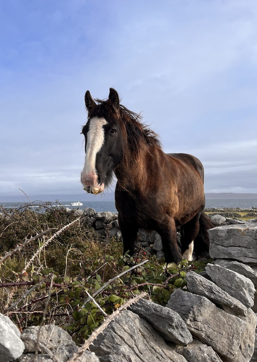 動物界 - ML643097678