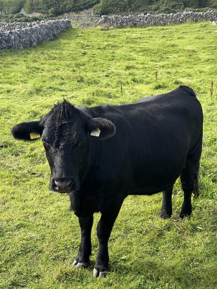 動物界 - ML643097679