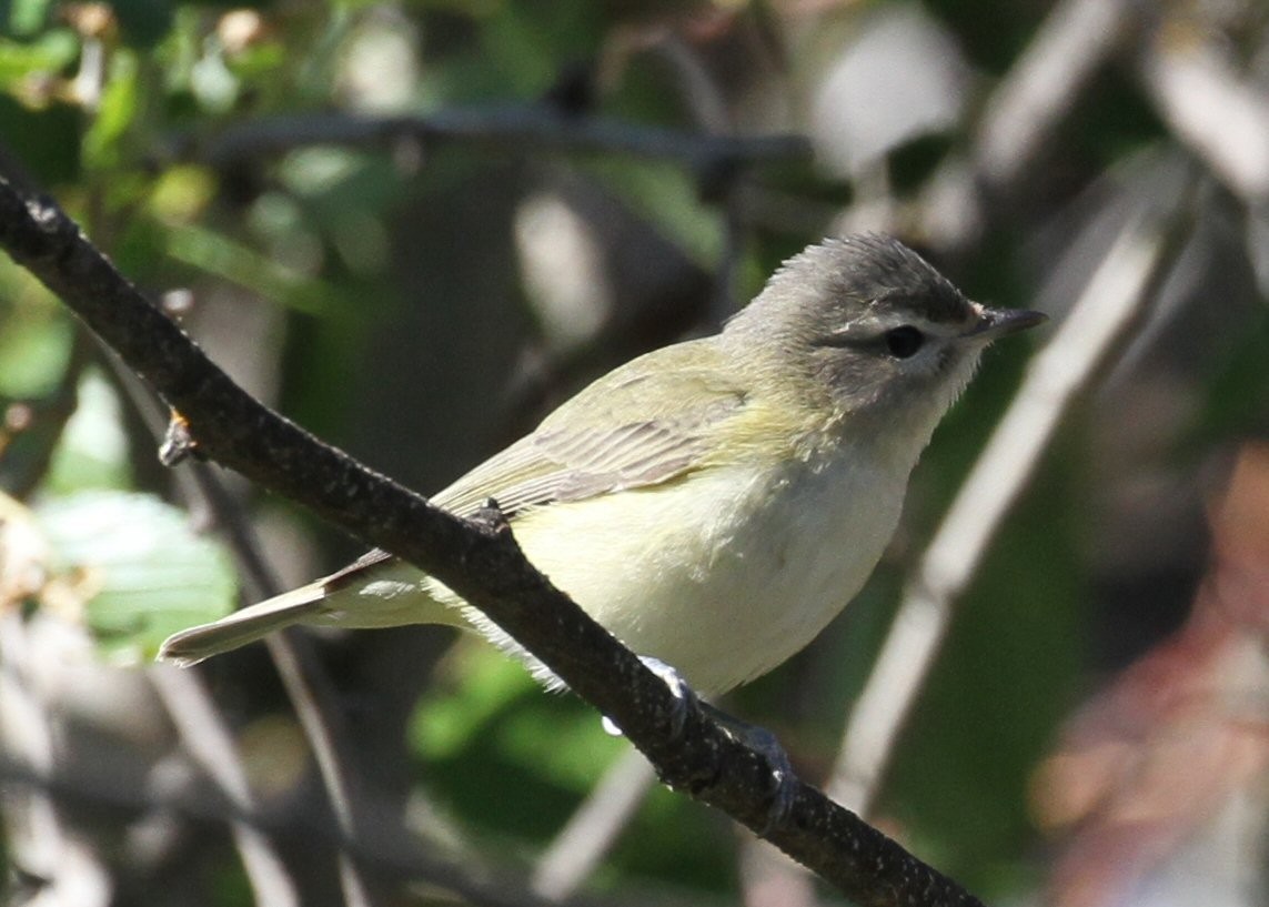 Western Warbling Vireo - ML643097681