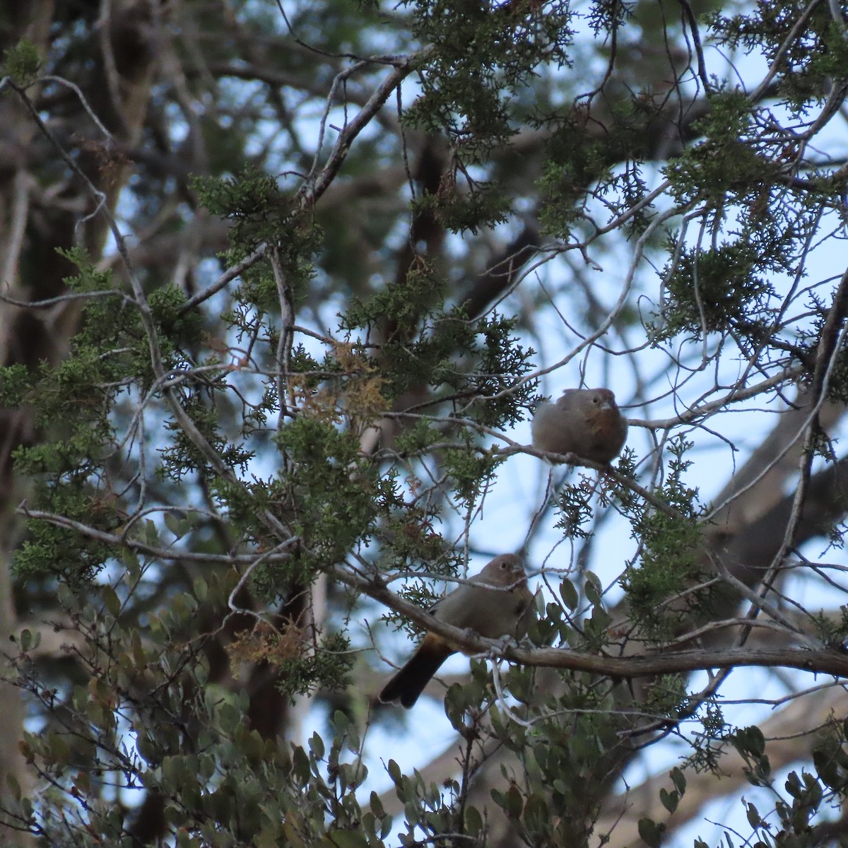 Canyon Towhee - ML643097695
