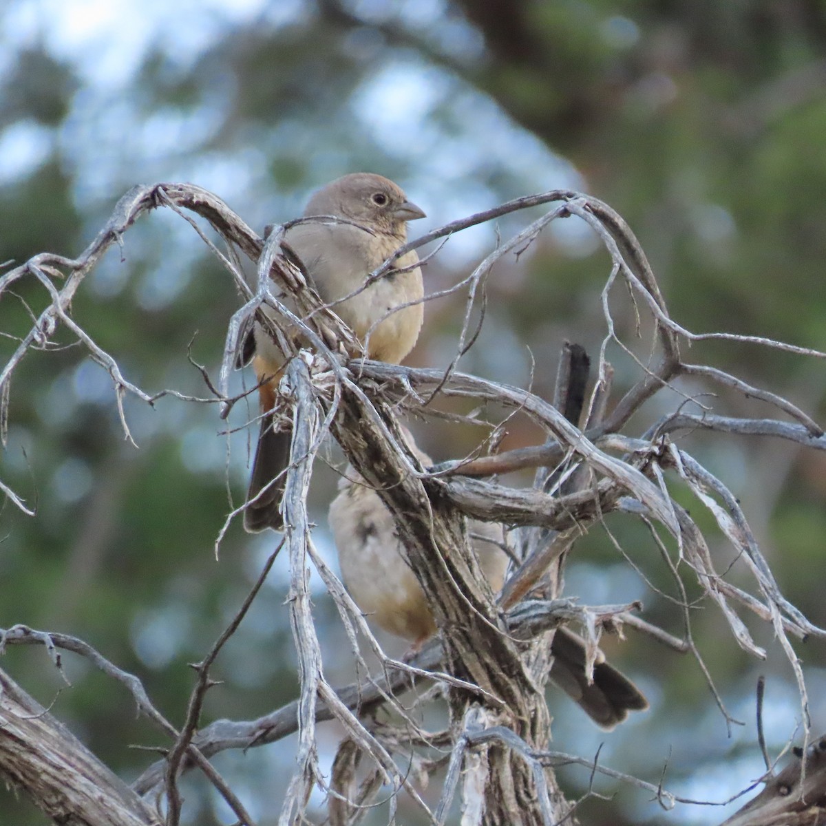 Canyon Towhee - ML643097696