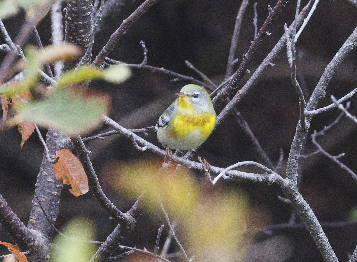 Northern Parula - ML643097697