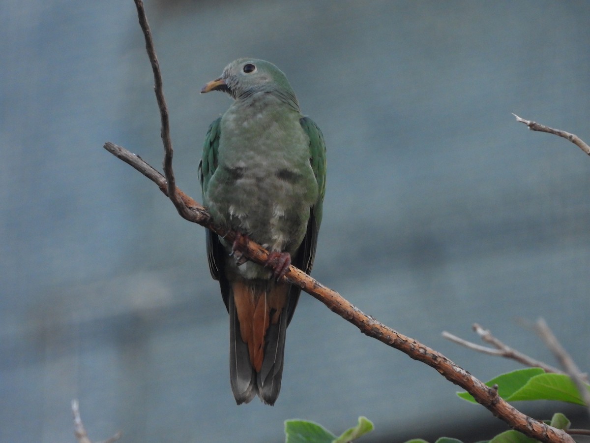 Black-chinned Fruit-Dove - ML643097704