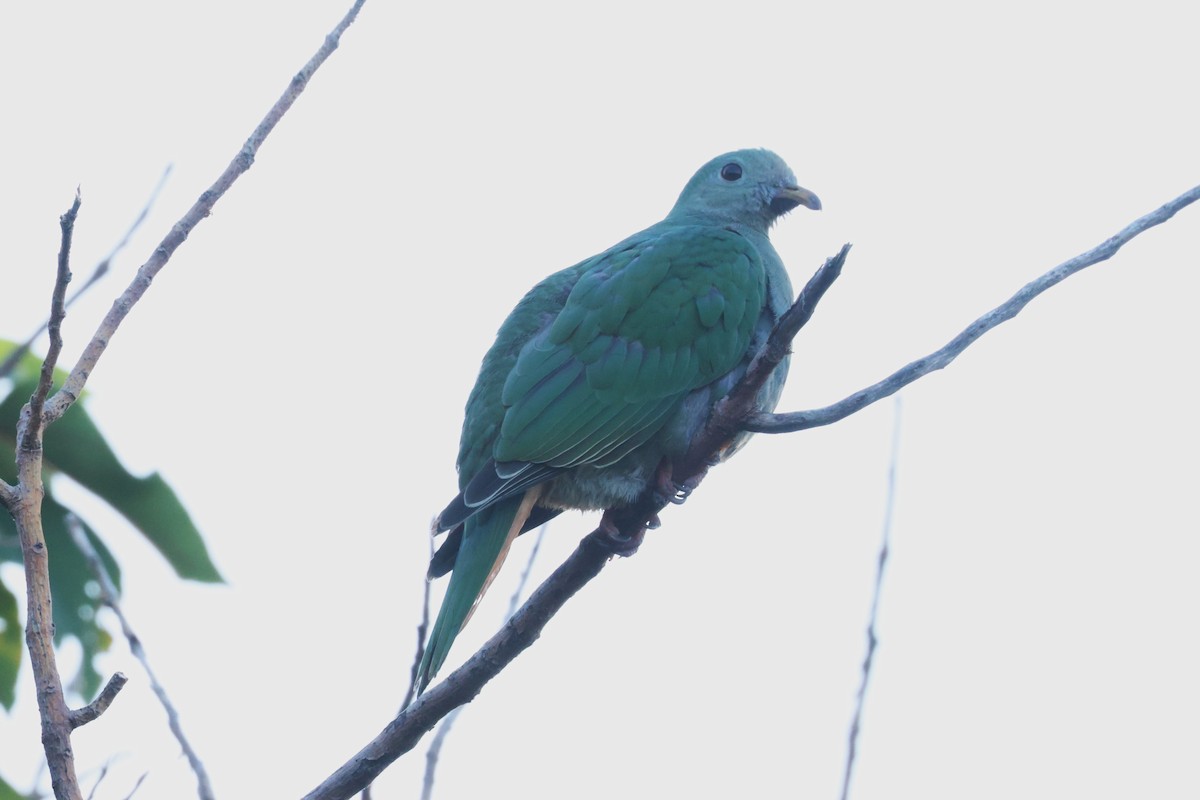 Black-chinned Fruit-Dove - ML643097705