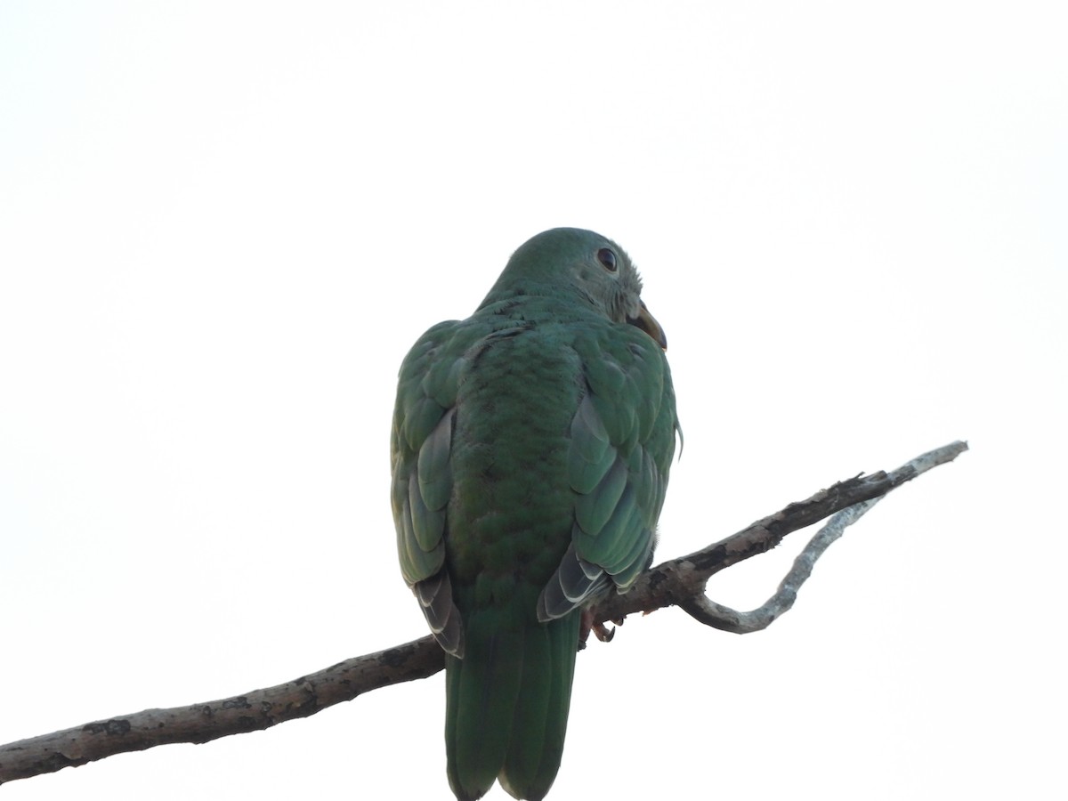Black-chinned Fruit-Dove - ML643097706