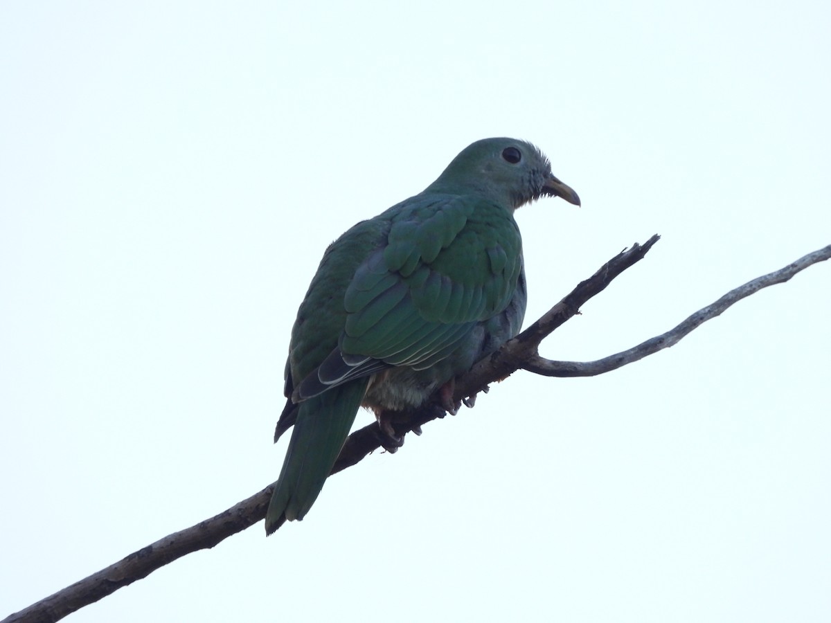 Black-chinned Fruit-Dove - ML643097707
