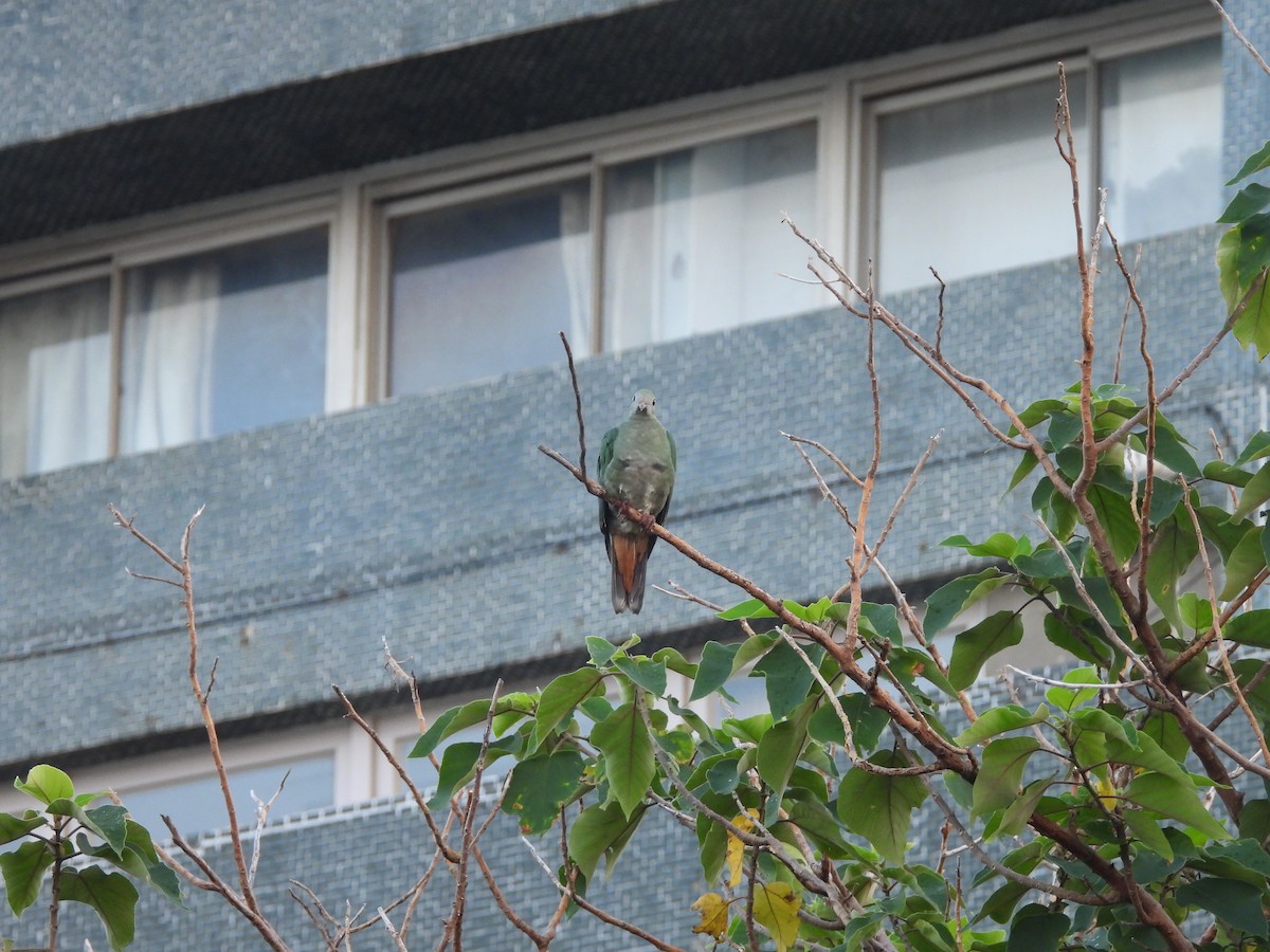 Black-chinned Fruit-Dove - ML643097708