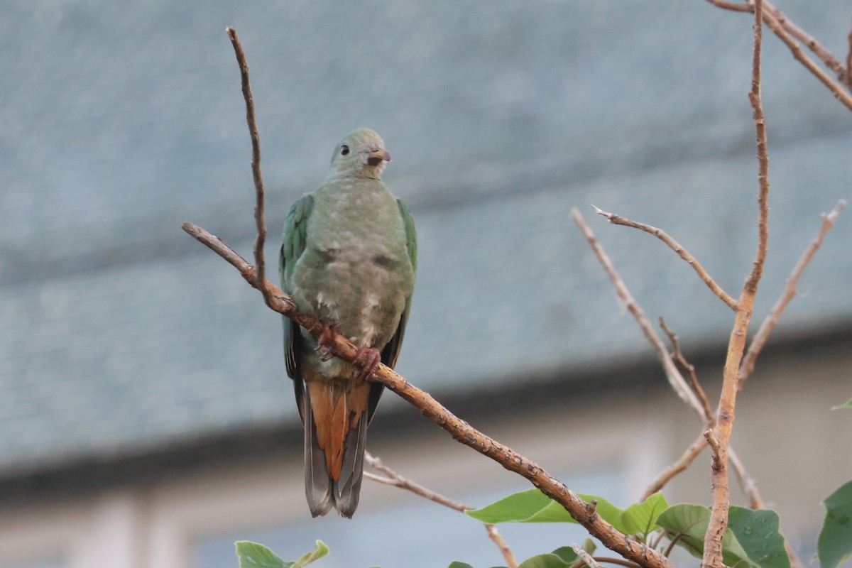 Black-chinned Fruit-Dove - ML643097709