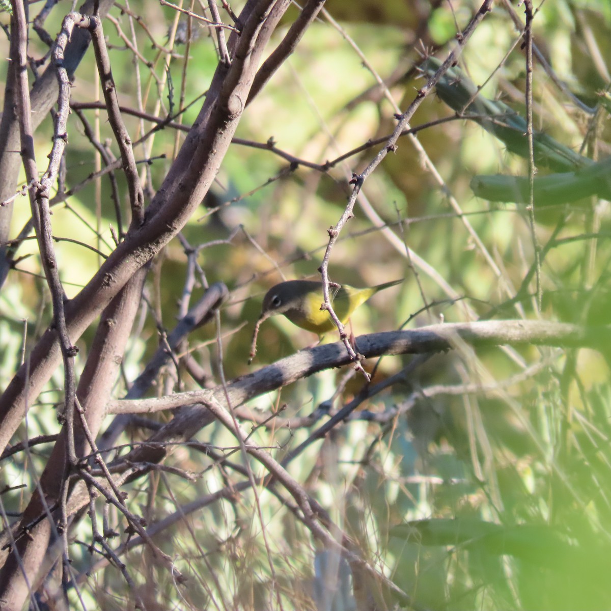 MacGillivray's Warbler - ML643097718