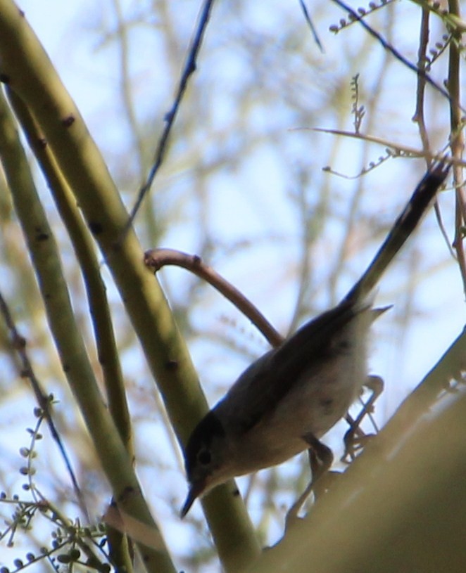 Gobemoucheron à coiffe noire - ML643097722