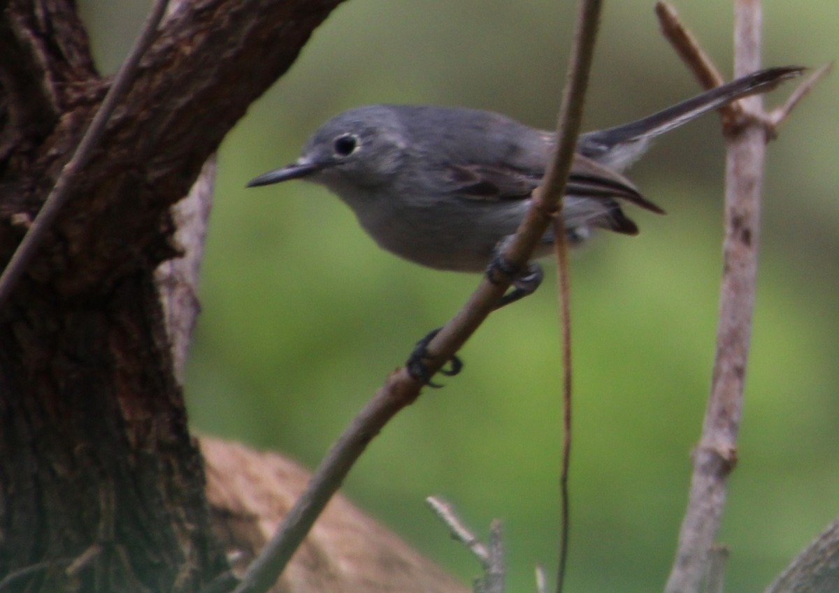 Gobemoucheron à coiffe noire - ML643097723