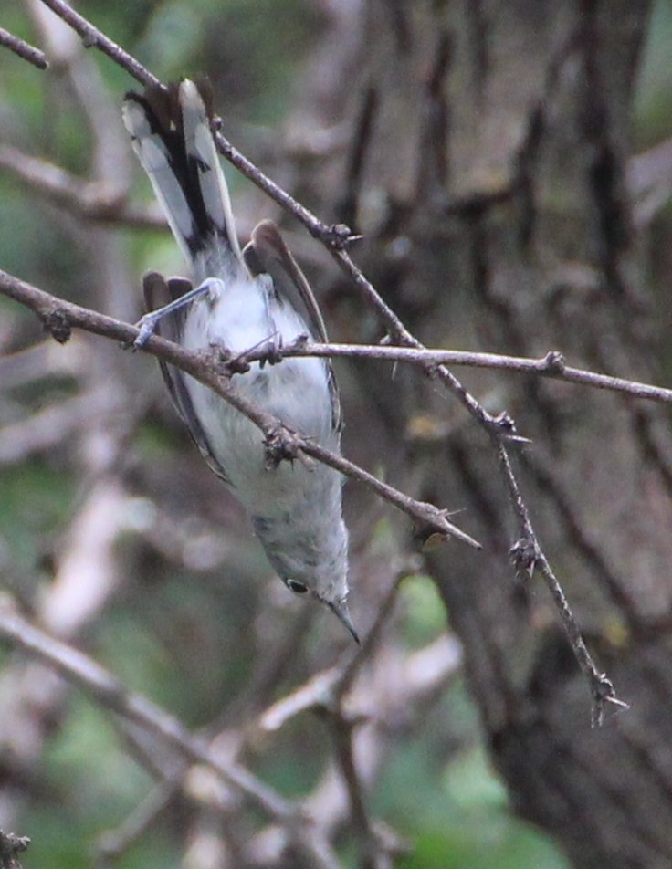 Gobemoucheron à coiffe noire - ML643097724