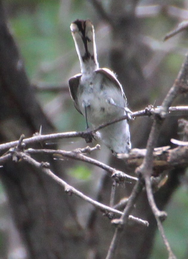Gobemoucheron à coiffe noire - ML643097725