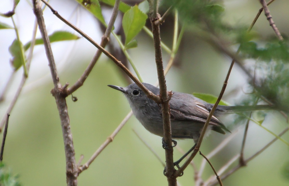 Gobemoucheron à coiffe noire - ML643097726