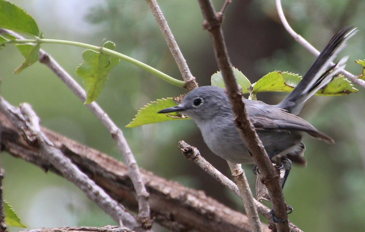 Gobemoucheron à coiffe noire - ML643097727
