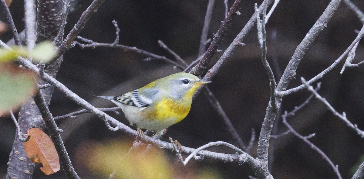 Northern Parula - ML643097742