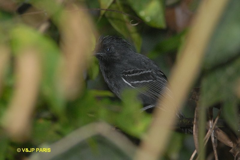 White-lined Antbird - ML643097755