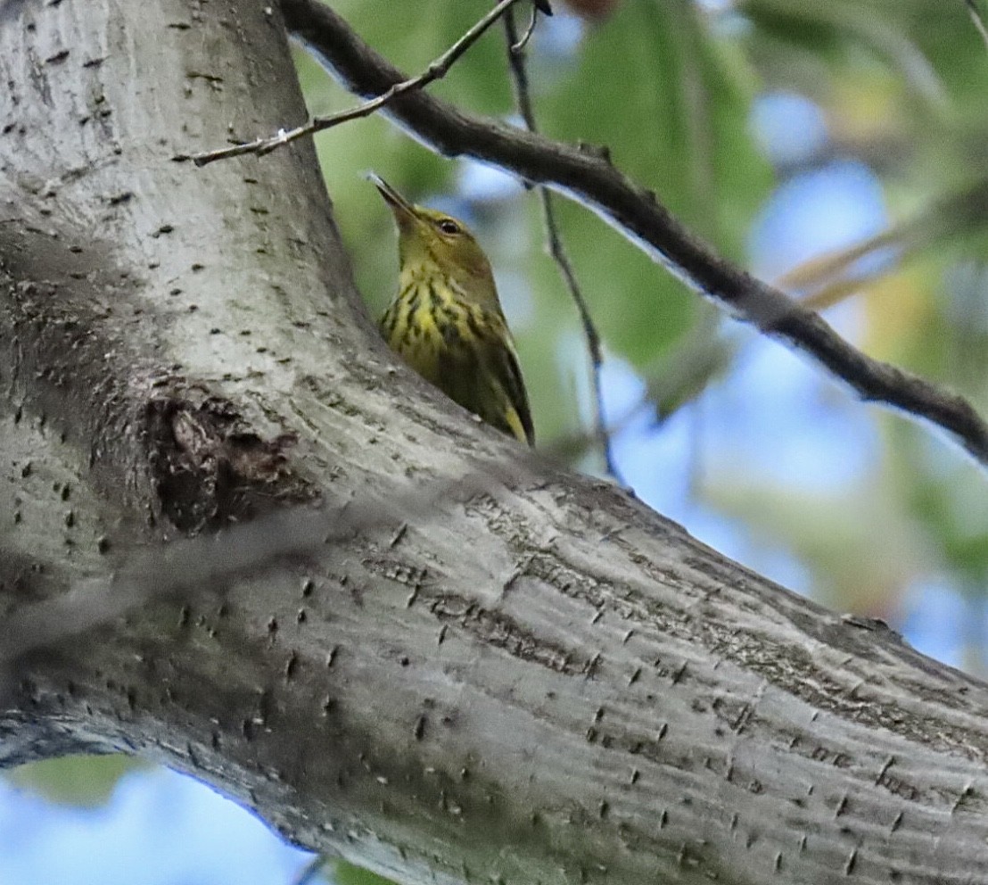 brunkinnparula - ML643097763