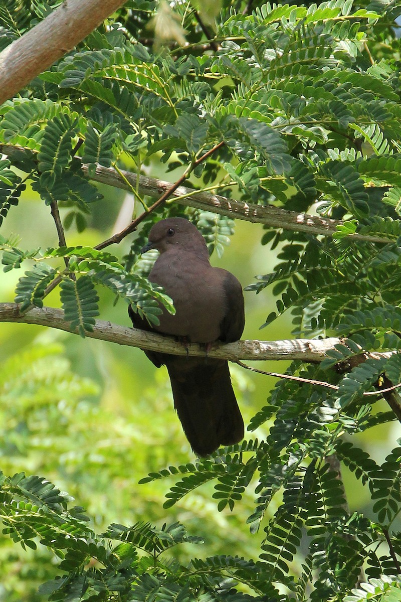 Ruddy Pigeon - ML643097767