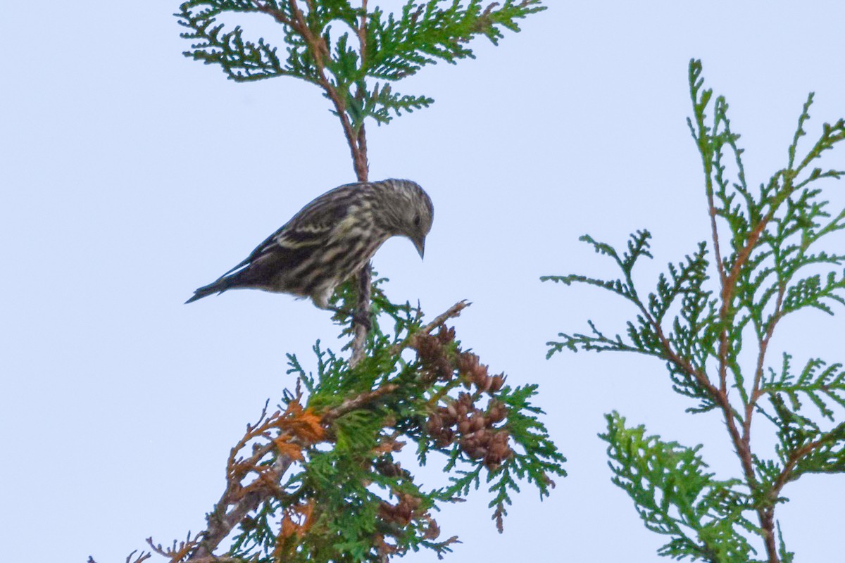Pine Siskin - ML643097777