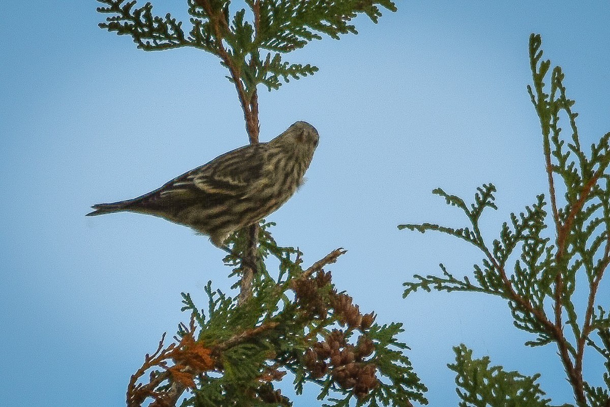 Pine Siskin - ML643097778
