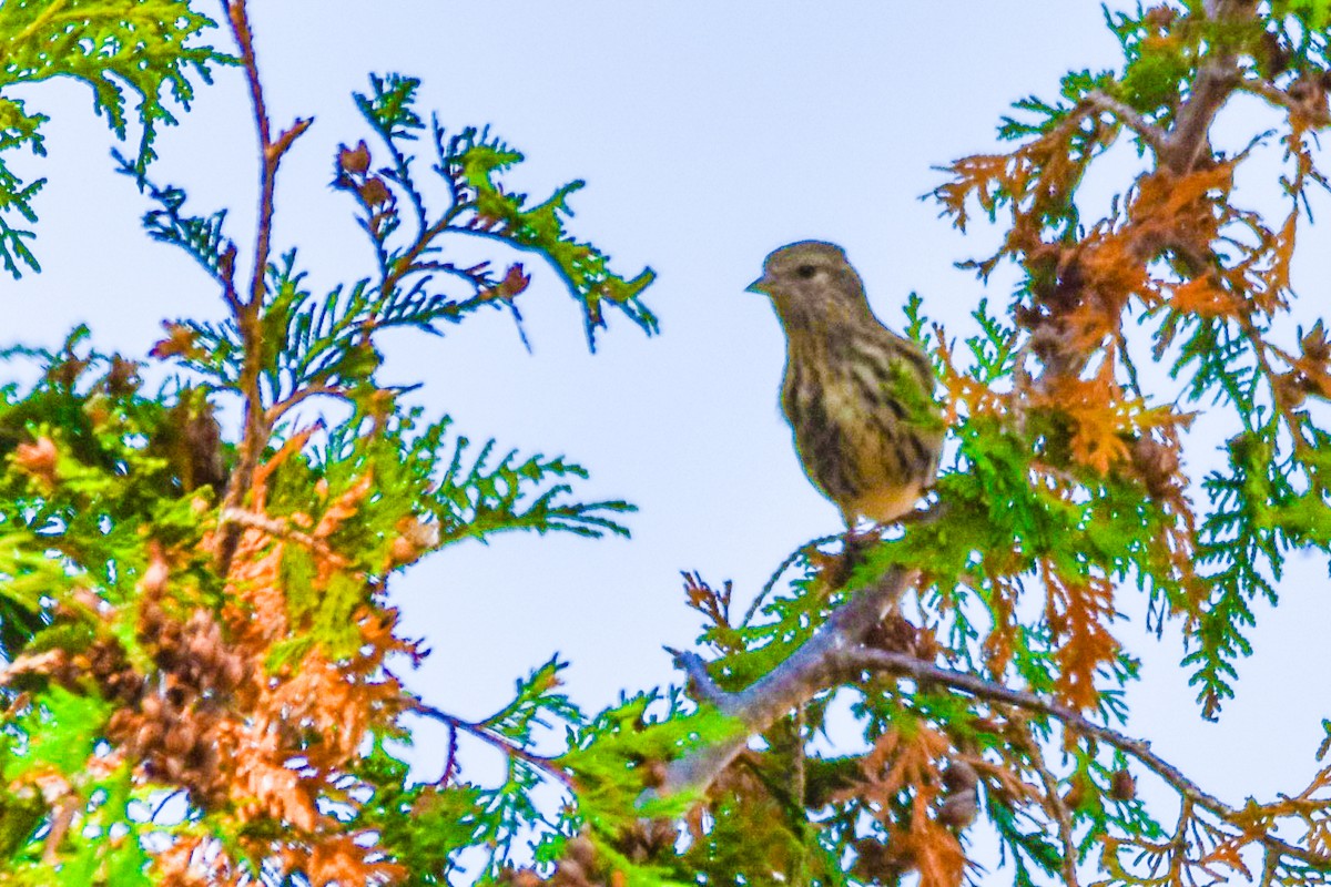 Pine Siskin - ML643097779