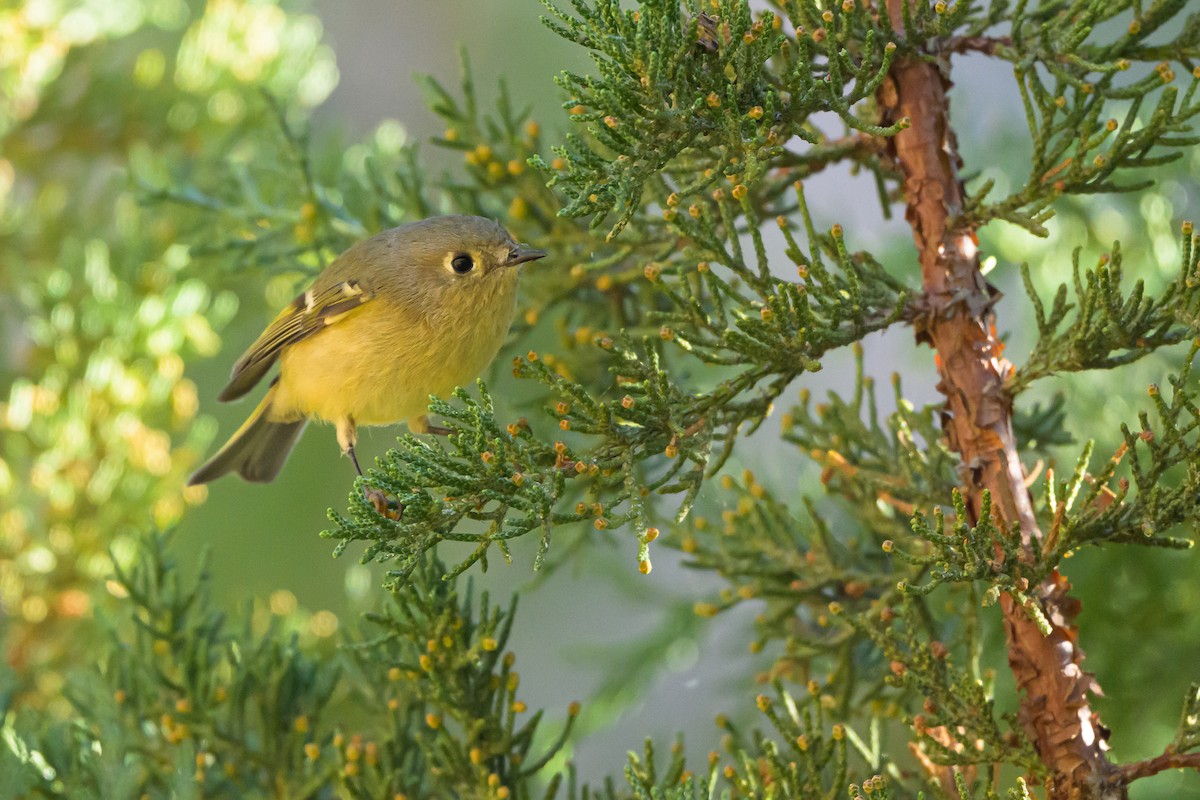 Ruby-crowned Kinglet - ML643097795