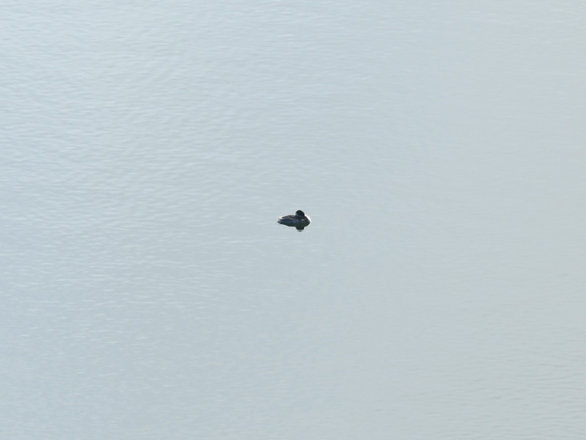 Svasso piccolo - ML643097796