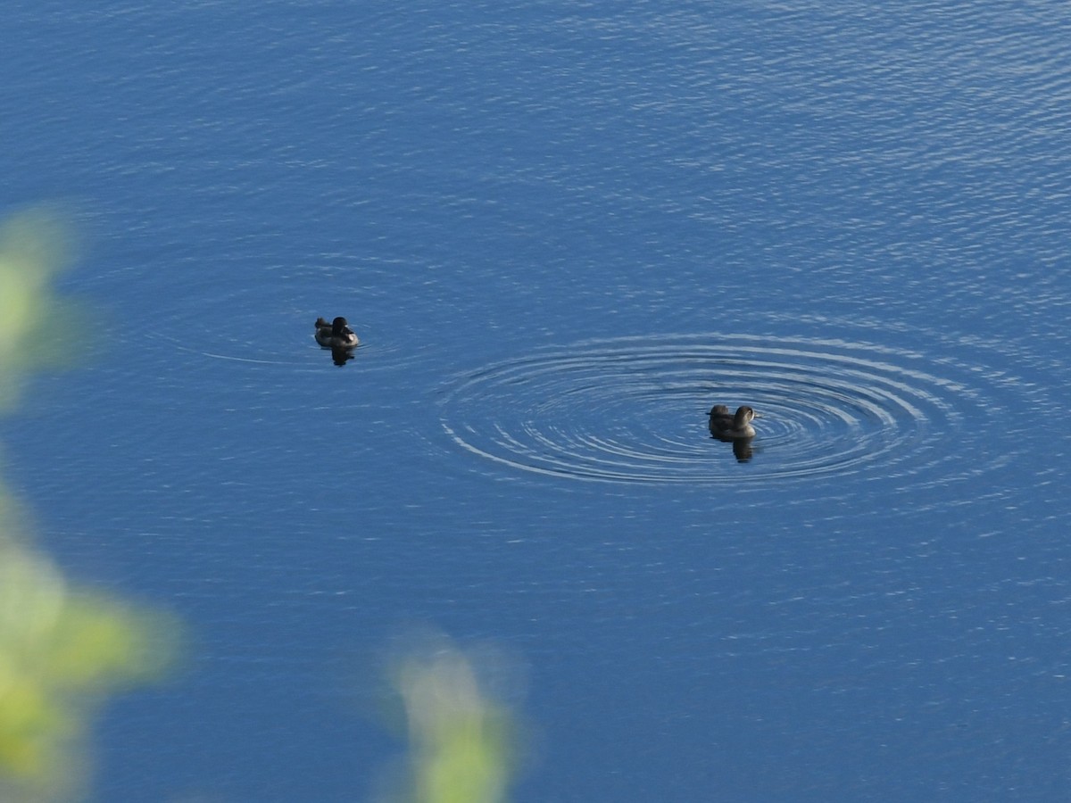 Moretta dal collare - ML643097812