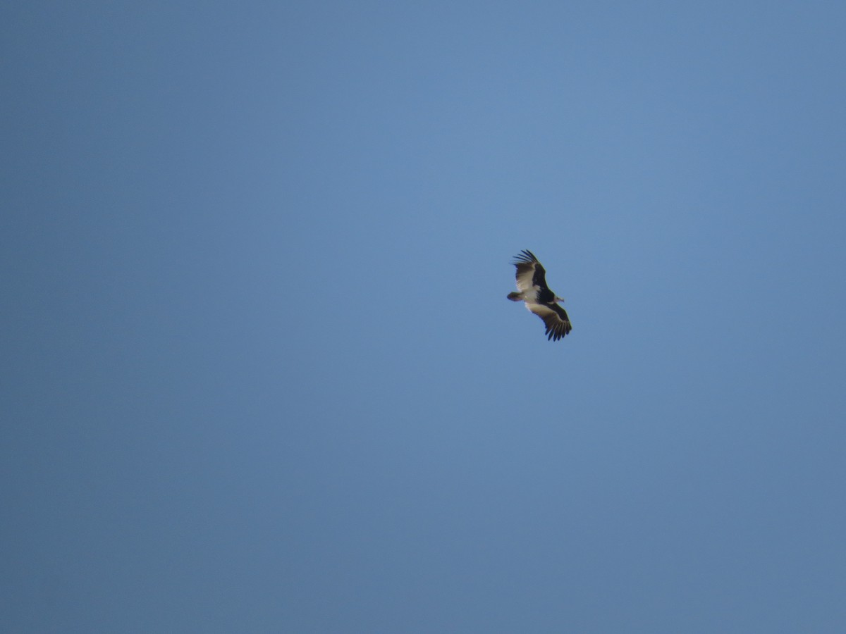 White-headed Vulture - ML643097867