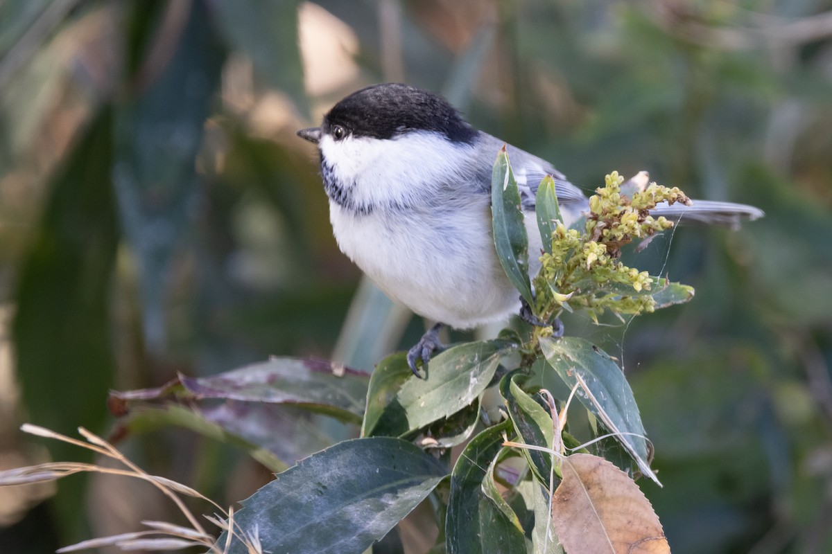 Black-capped Chickadee - ML643097875