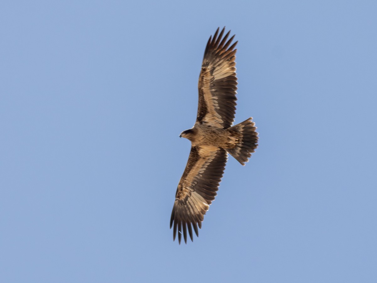 Pallas's Fish-Eagle - ML643097884