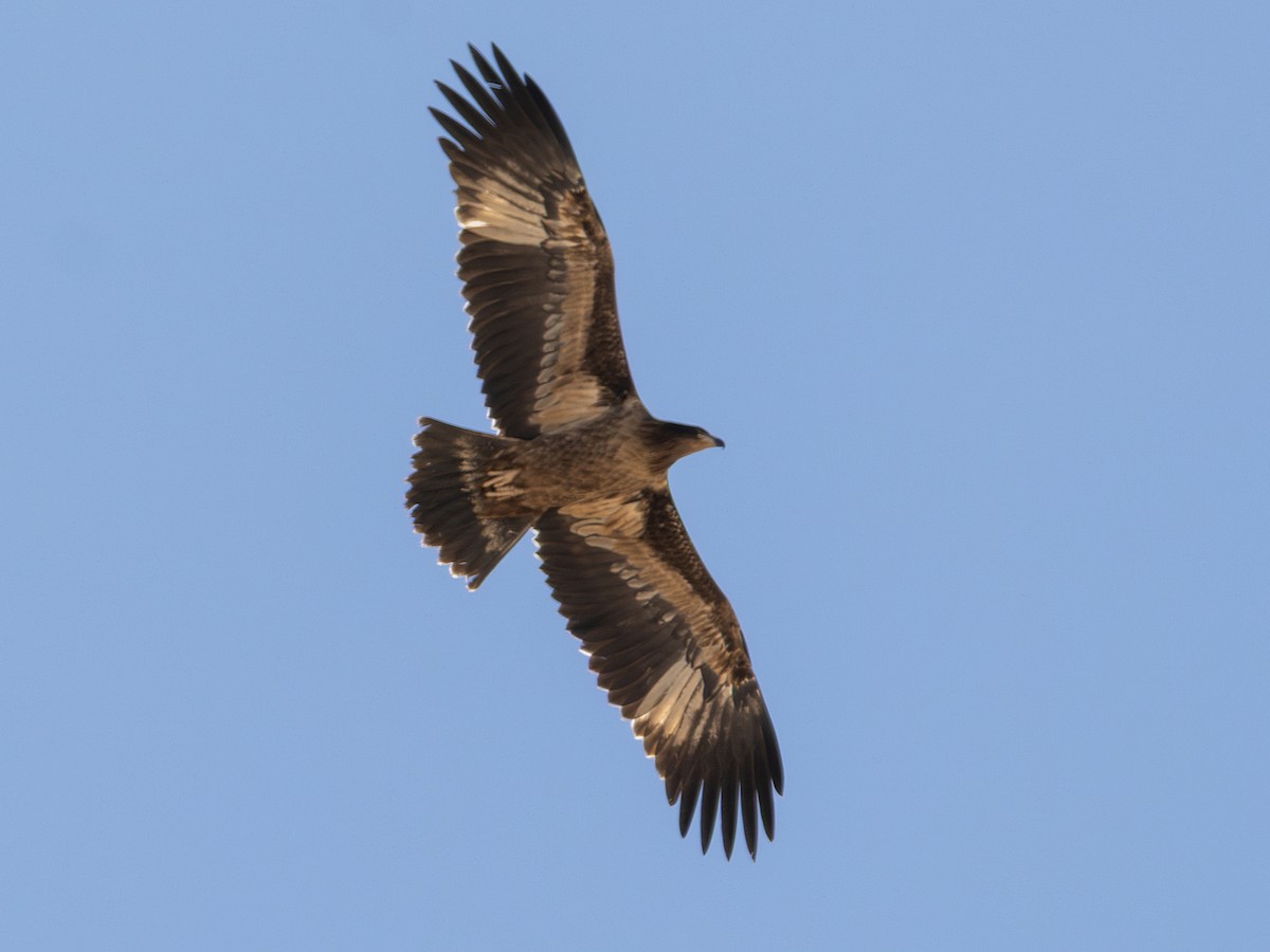 Pallas's Fish-Eagle - ML643097885