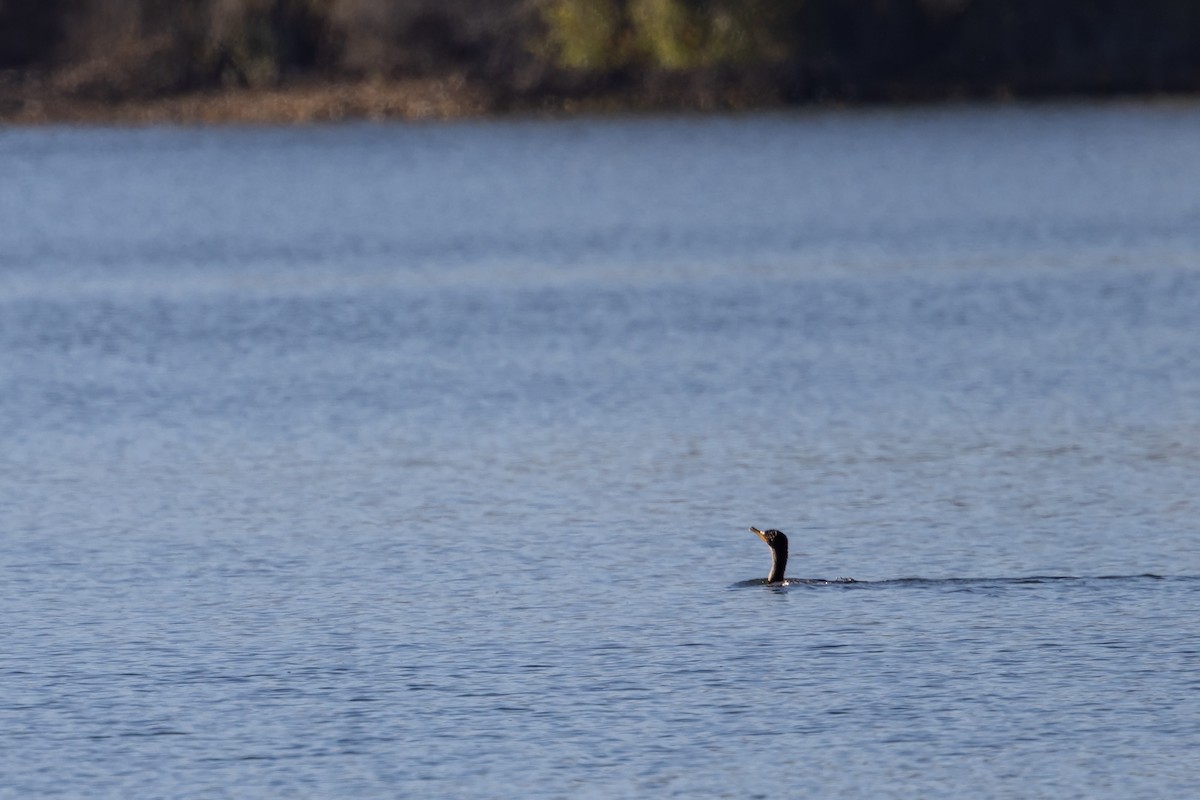 Double-crested Cormorant - ML643097890