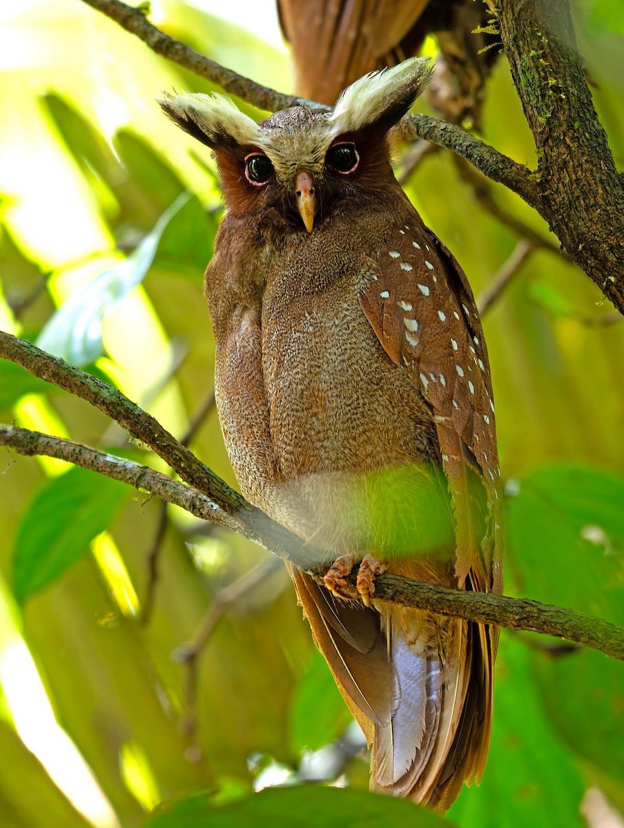 Crested Owl - ML643097902