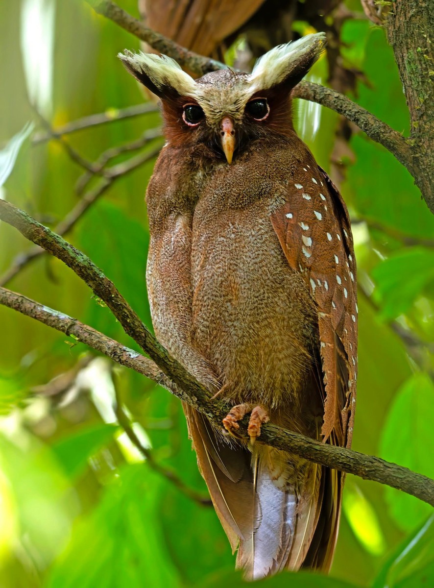 Crested Owl - ML643097903
