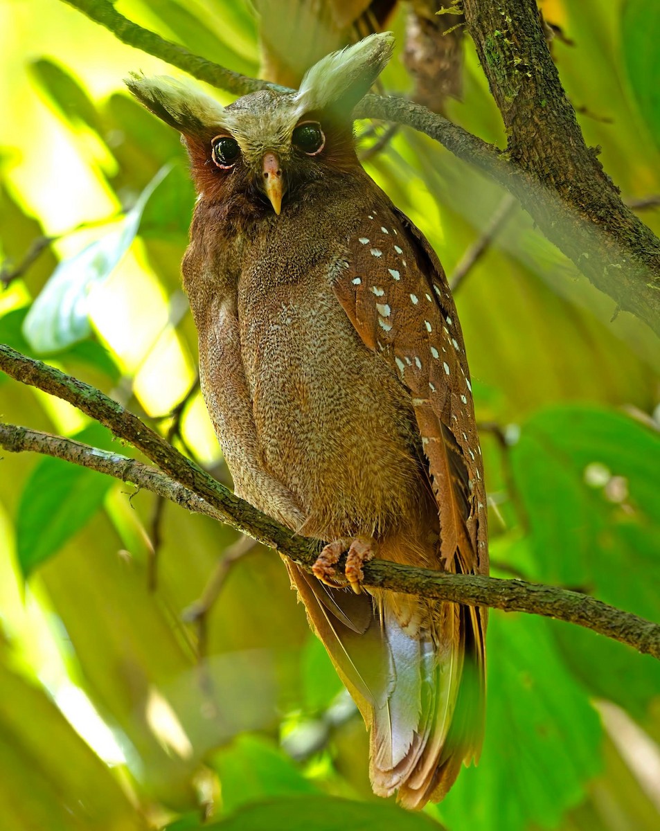 Crested Owl - ML643097904