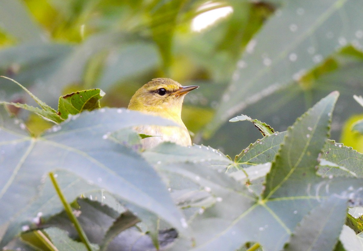 Tennessee Warbler - ML643097920