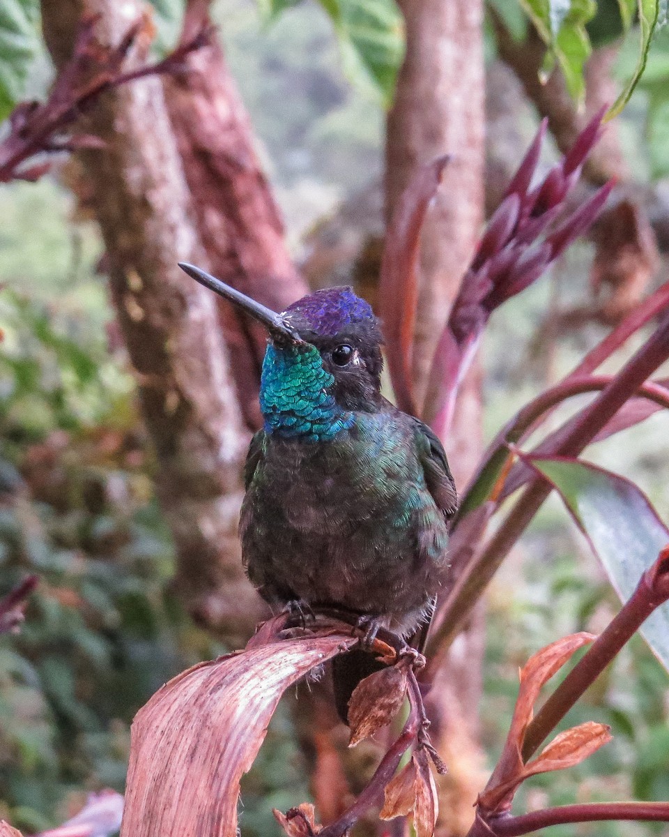 Talamanca Hummingbird - ML643097923