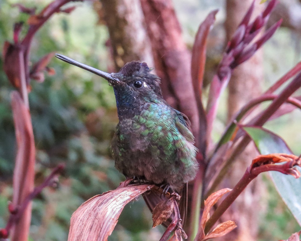 Talamanca Hummingbird - ML643097924