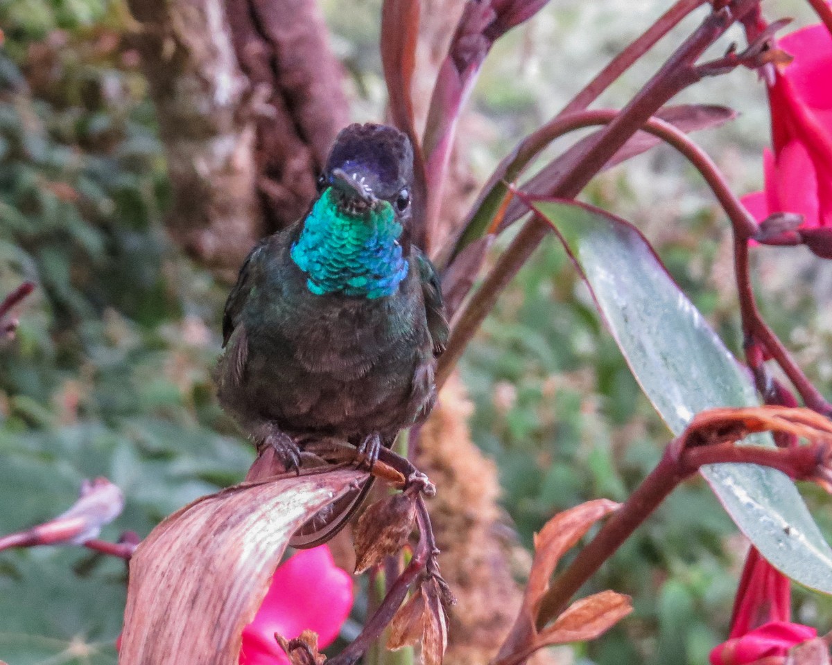 Talamanca Hummingbird - ML643097925