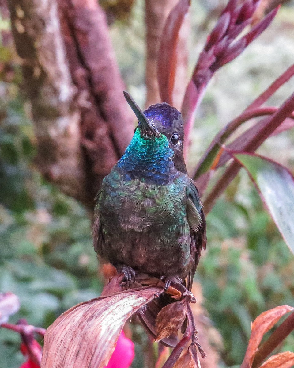 Talamanca Hummingbird - ML643097926
