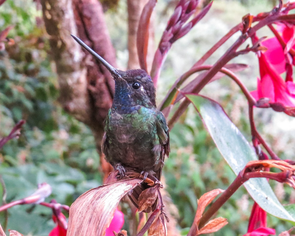 Talamanca Hummingbird - ML643097927