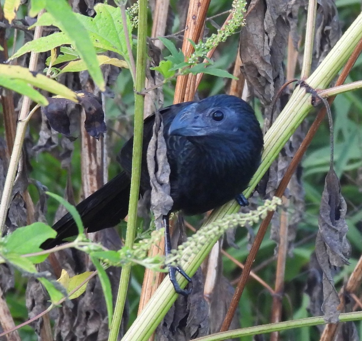 Groove-billed Ani - ML643097967